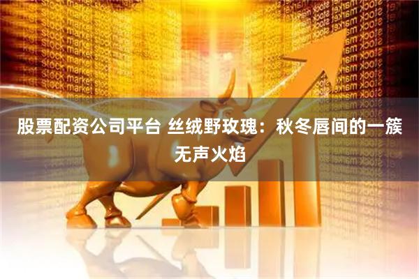 股票配资公司平台 丝绒野玫瑰：秋冬唇间的一簇无声火焰